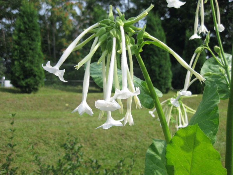 Nicotiana (Flowering Tobacco)