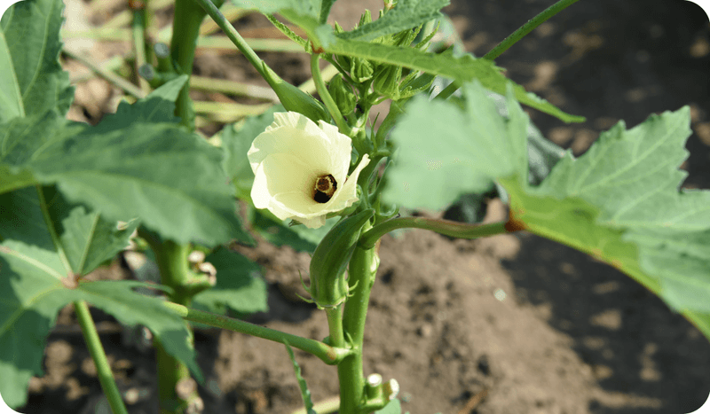 Okra – The Japanese Beetle Trap