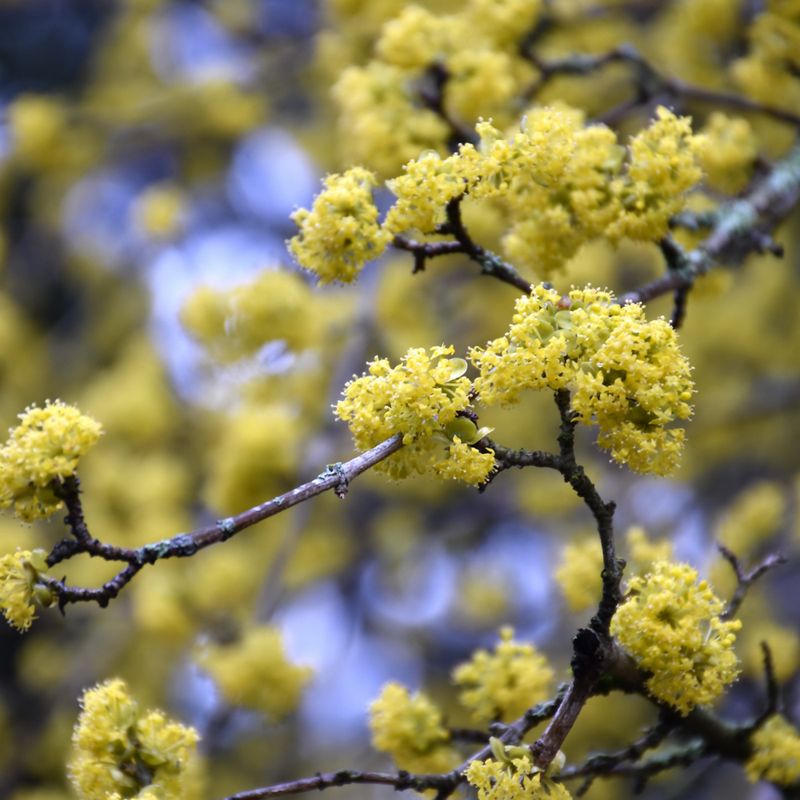 Cornus Mas