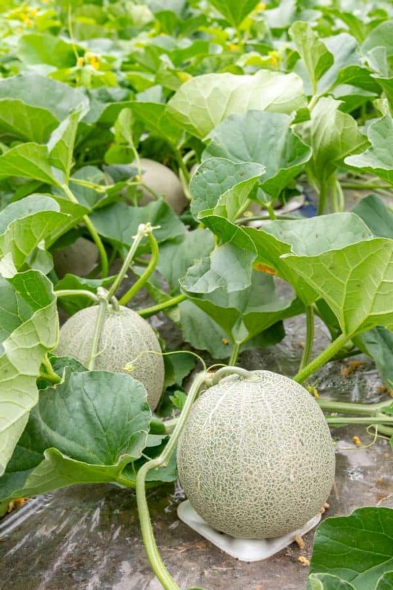Melons (Watermelon, Cantaloupe) (Cucumis melo, Citrullus lanatus)