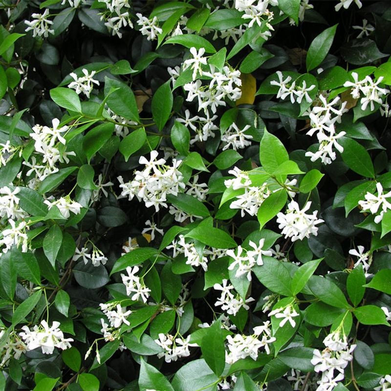 Confederate Jasmine