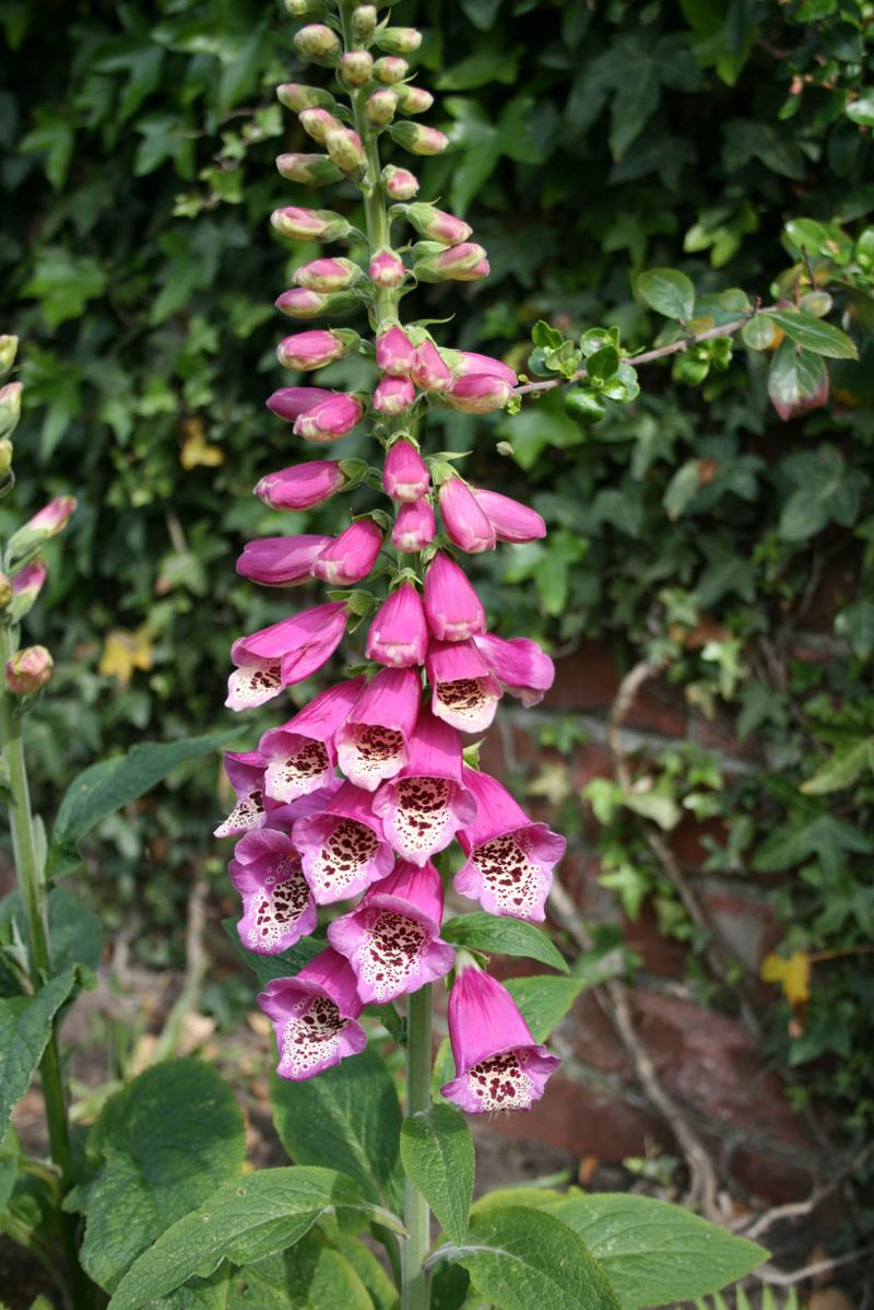 Foxglove