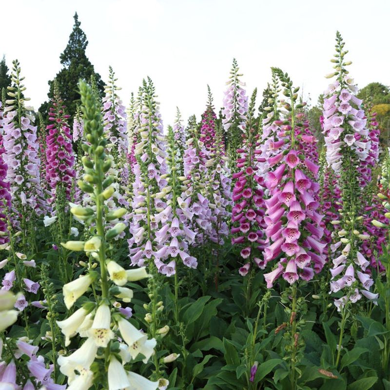 Foxgloves (Digitalis)