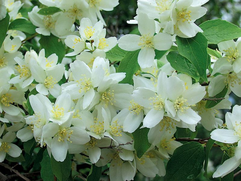 Mock Orange