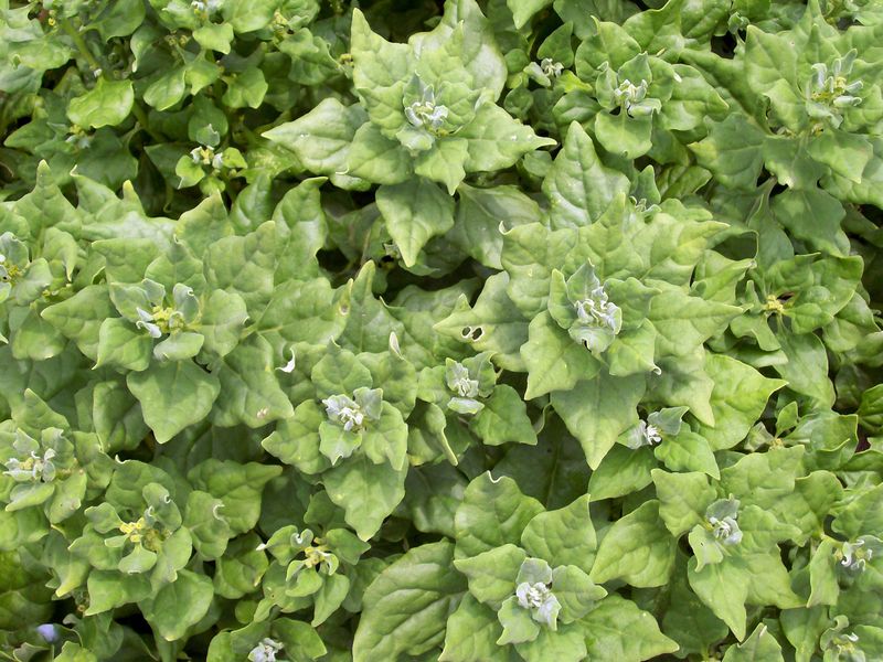 New Zealand Spinach