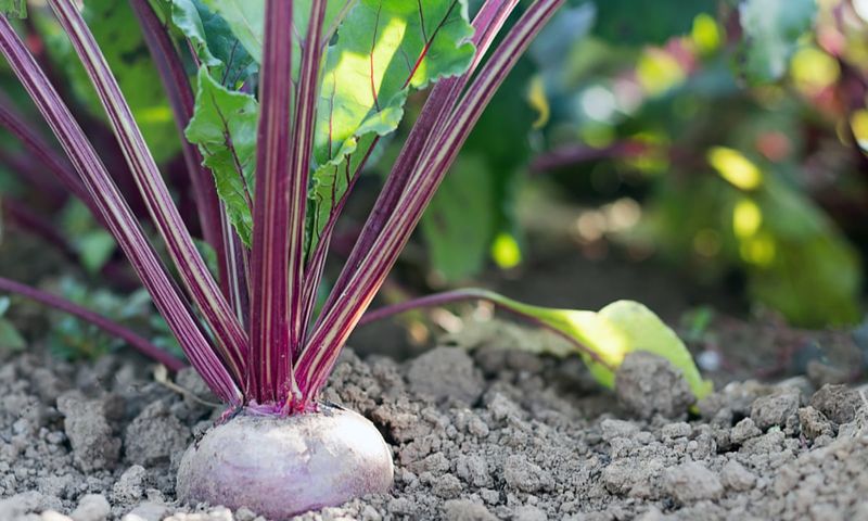 Beetroot
