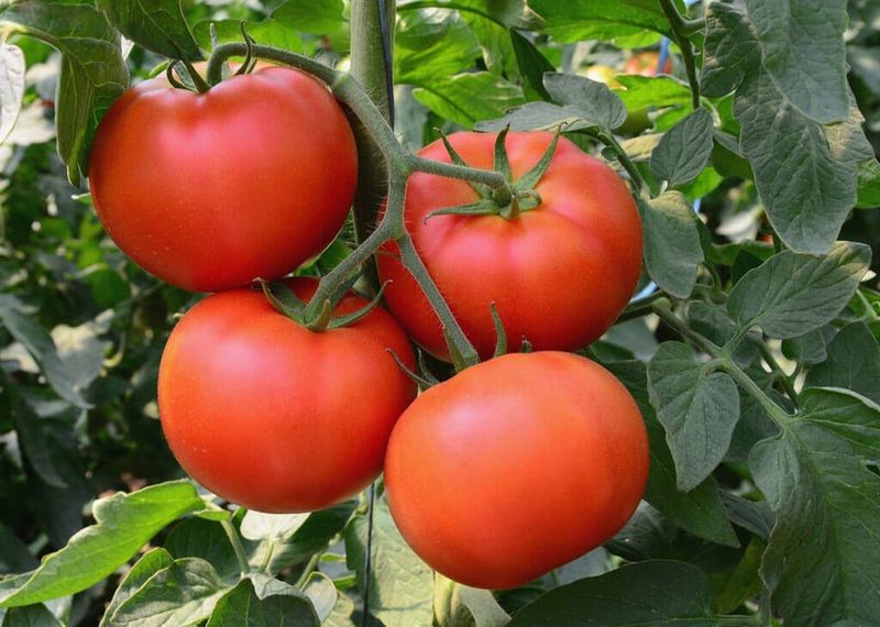 Tomatoes
