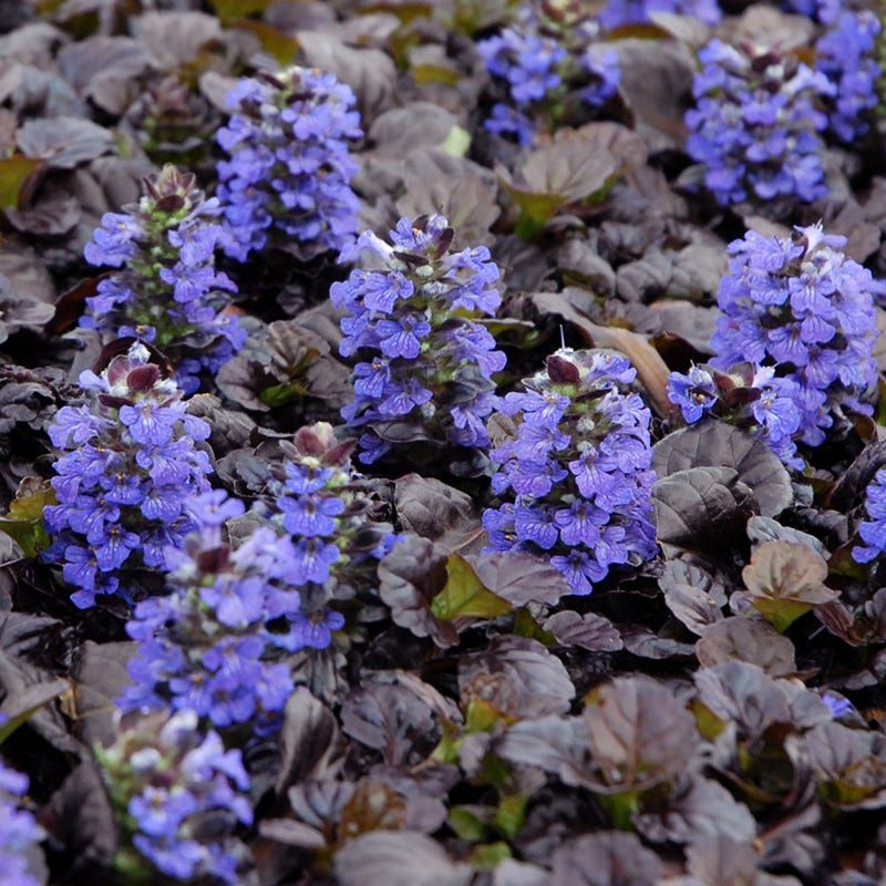 Ajuga