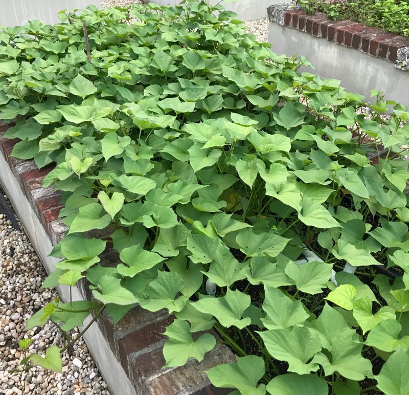 Sweet potato slips planted in raised bed in dry soil