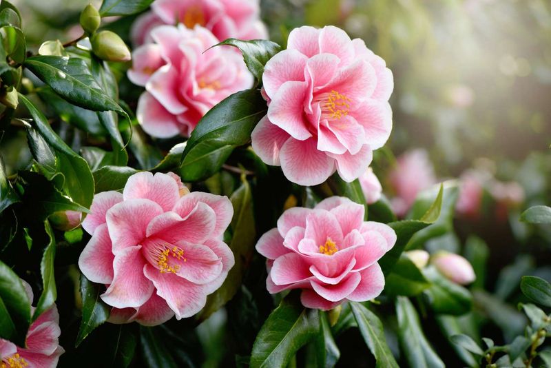 Camellia Bushes