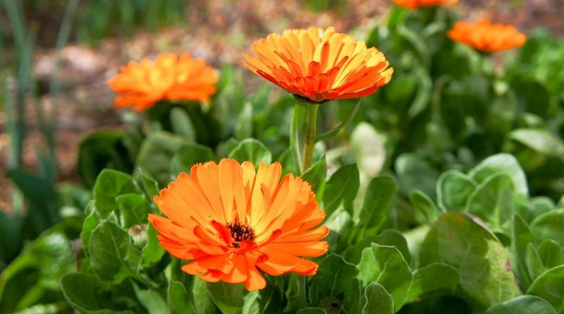 Calendula