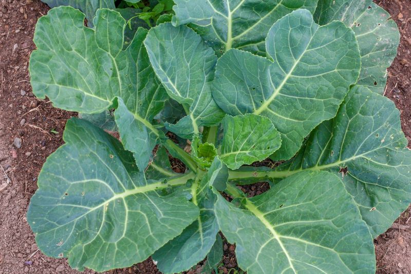 Collards (60-75 days)