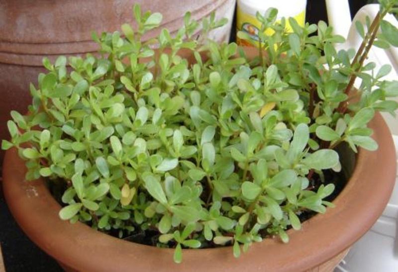 Purslane - Succulent Superfood for Scorching Days