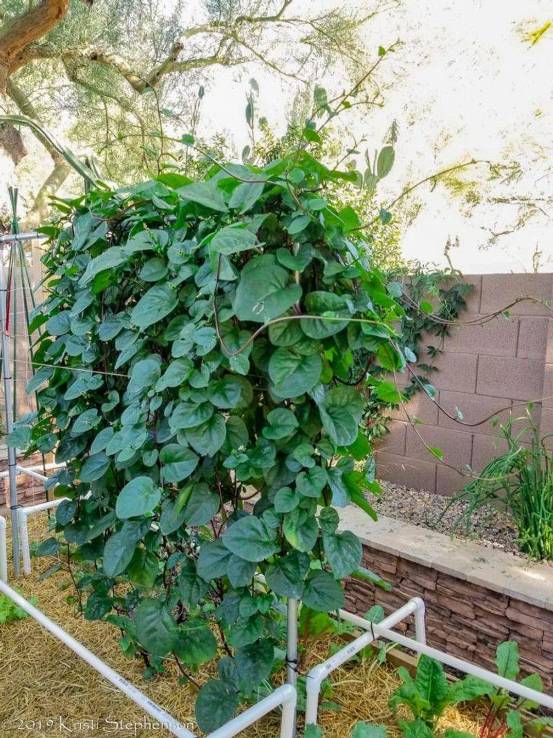 Malabar Spinach