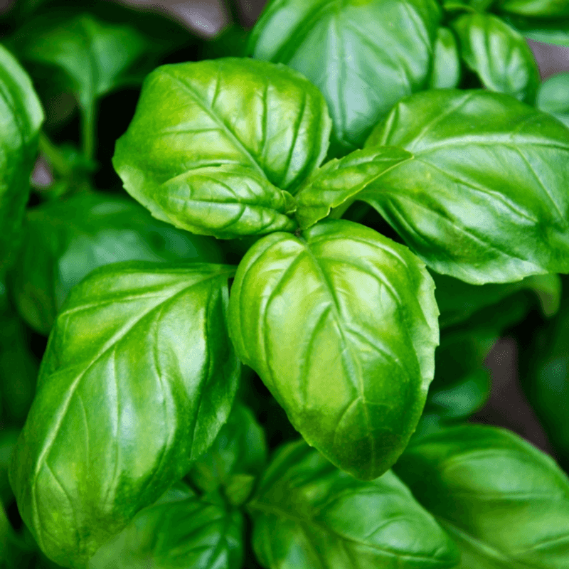 Basil