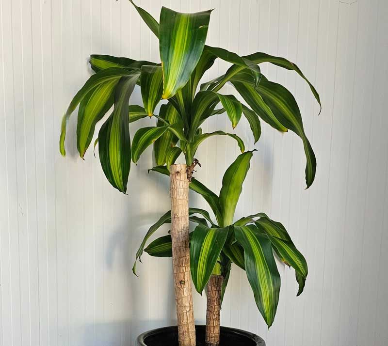 Corn Plant (Dracaena Fragrans)