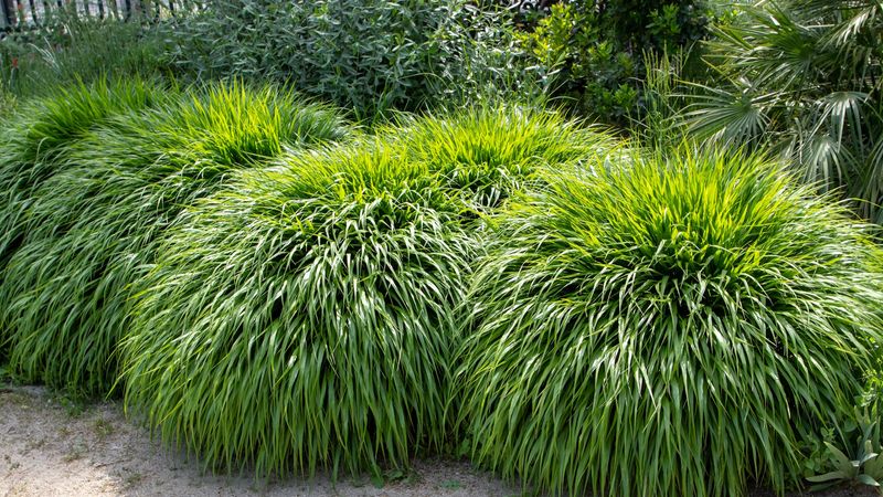 Japanese Forest Grass (Hakonechloa macra)