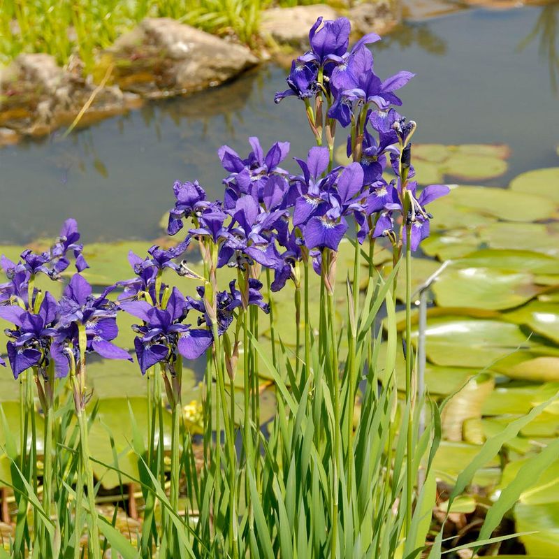 Siberian Iris (Iris sibirica)