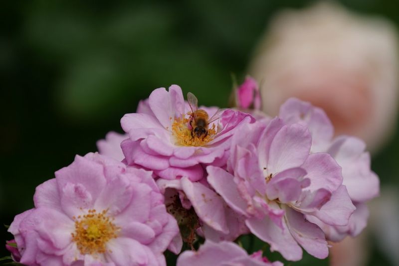 Attracts Pollinators