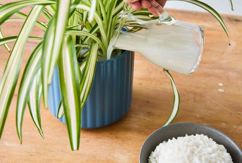 Using Rice Water as Fertilizer