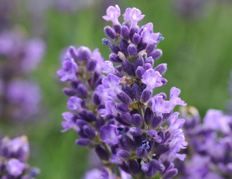 English Lavender (Lavandula angustifolia) - Aromatic Elegance