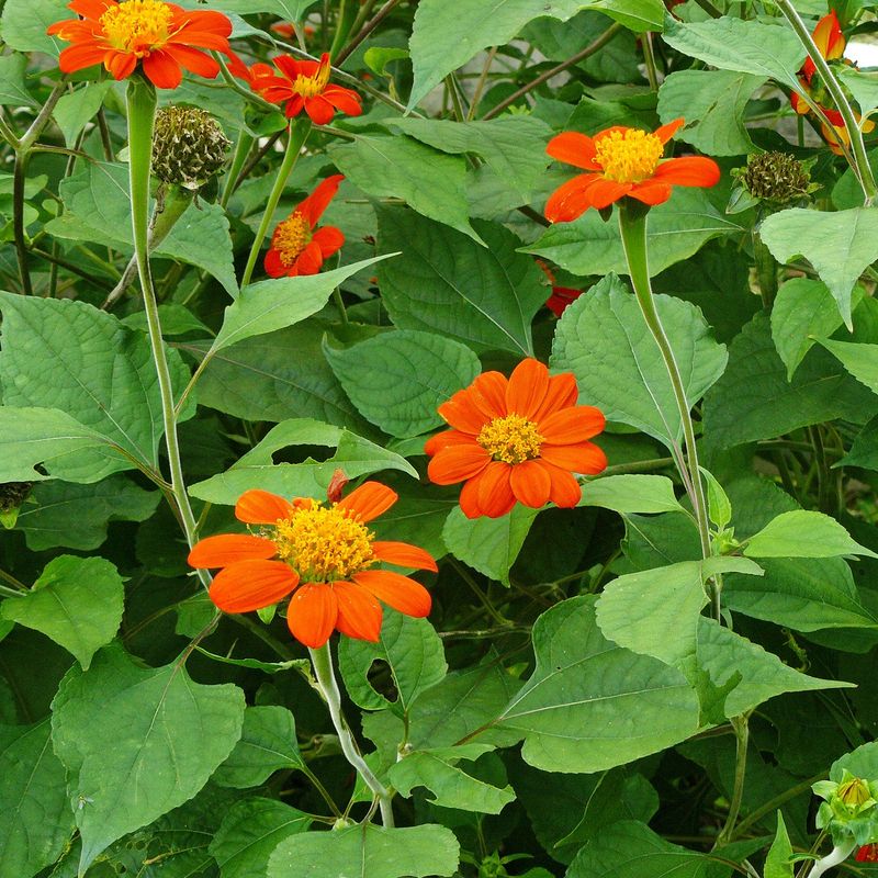 Tithonia (Mexican Sunflower)