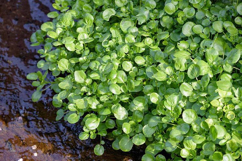 Watercress