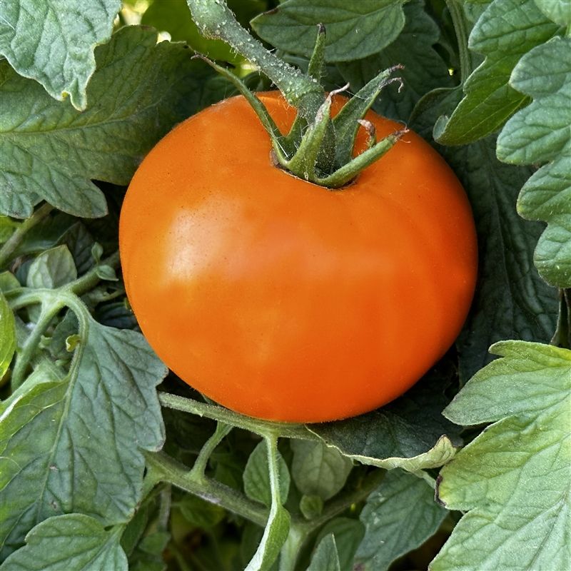 Nebraska Wedding Tomato
