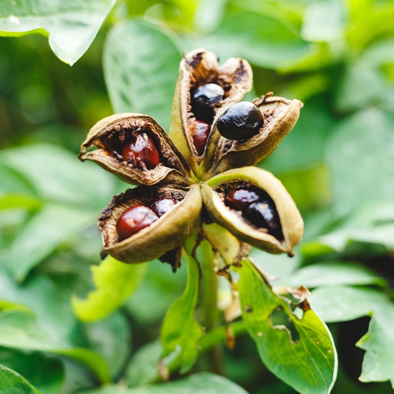 Tepary bean pods dried out and ready for harvest in desert garden