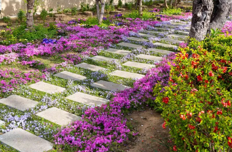 Drought-Resistant Ground Covers