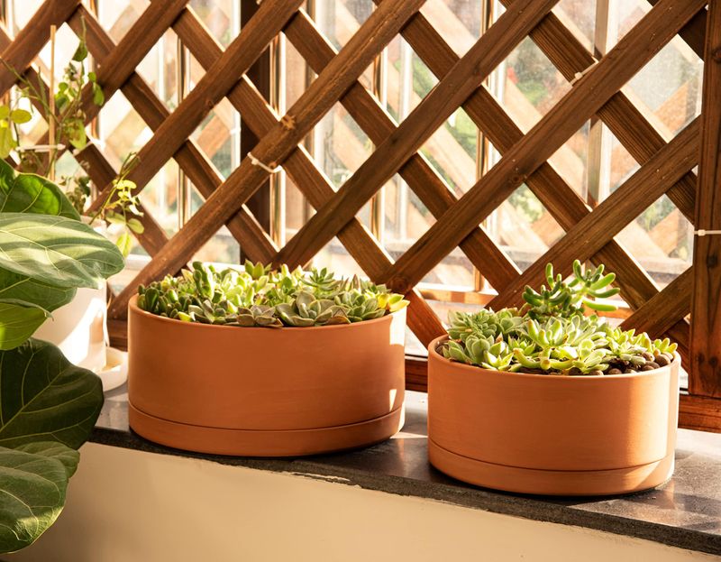 Mindful Watering Practices