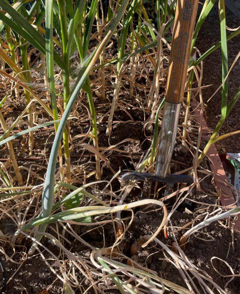 Harvest During Dry Weather