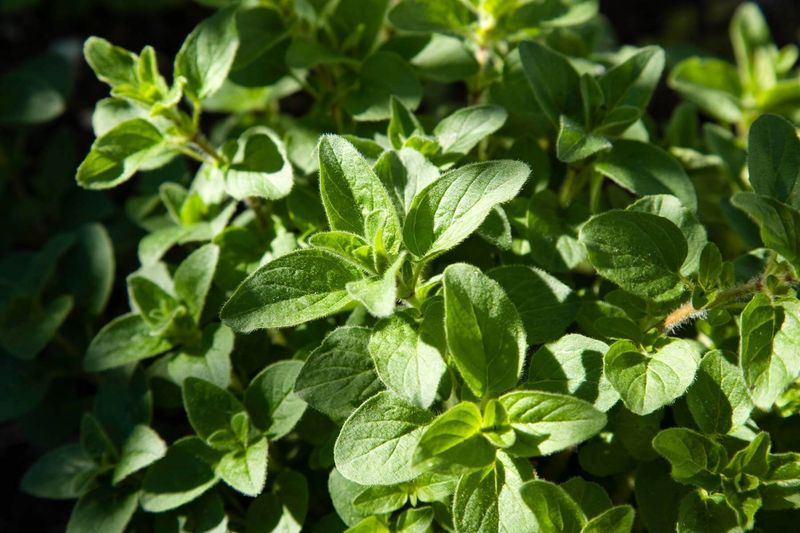 Marjoram - The Gentle Oregano Cousin