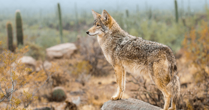 Arizona Desert Adaptation Success