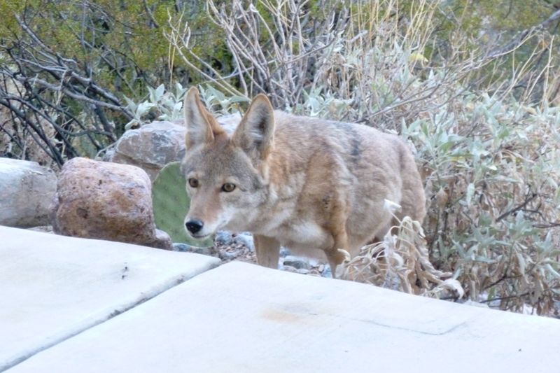 Arizona Desert Communities Battle Persistent Coyote Issues