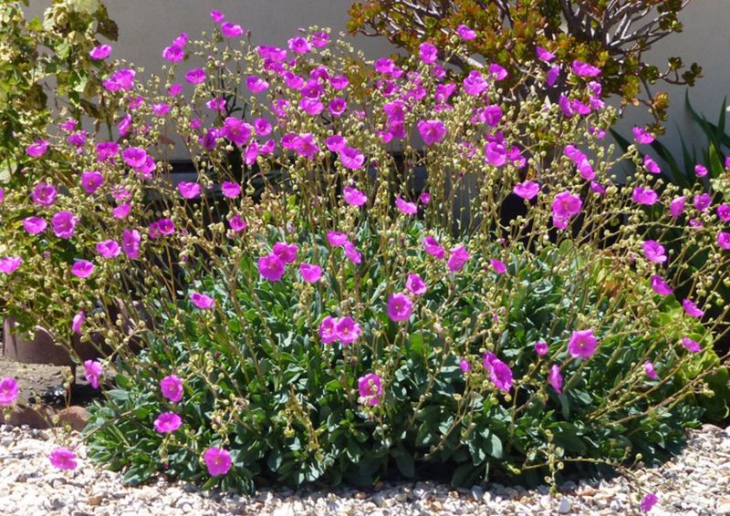 Rock Purslane (Calandrinia spectabilis)