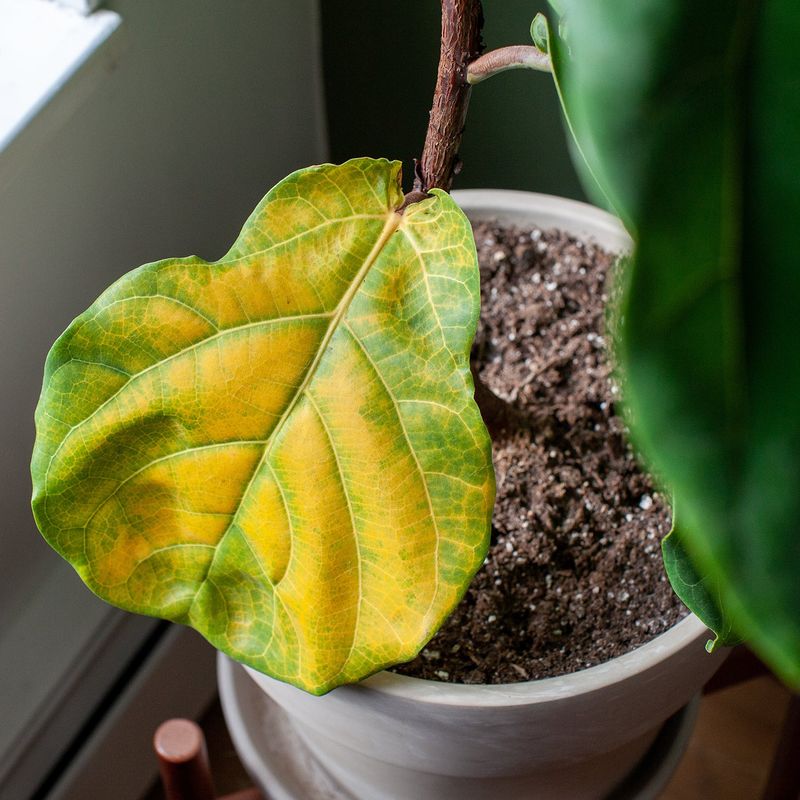 Fiddle Leaf Fig