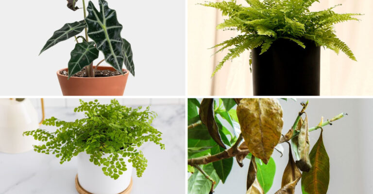 The 16 Hardest Houseplants to Grow and What to Grow Instead