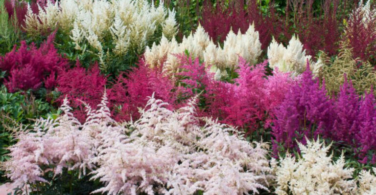 The 25 Most Beautiful Perennial Flowers to Plant in Your Garden