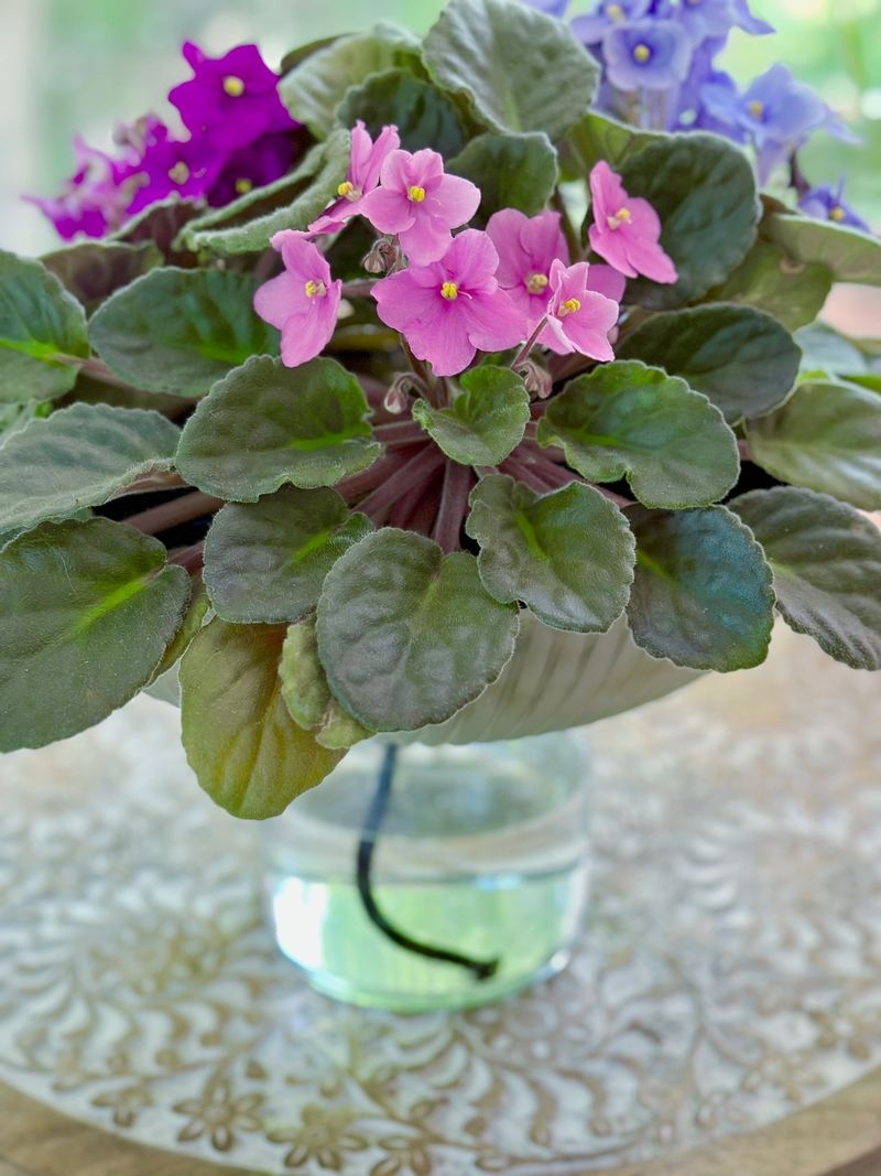 African Violet