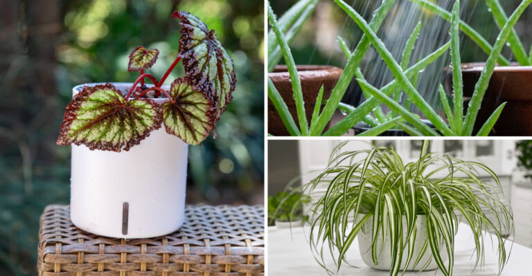 The 8 Houseplants You Should Be Bottom Watering (And The 7 Ones You Shouldn’t)