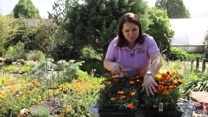 Shaping Young Marigolds