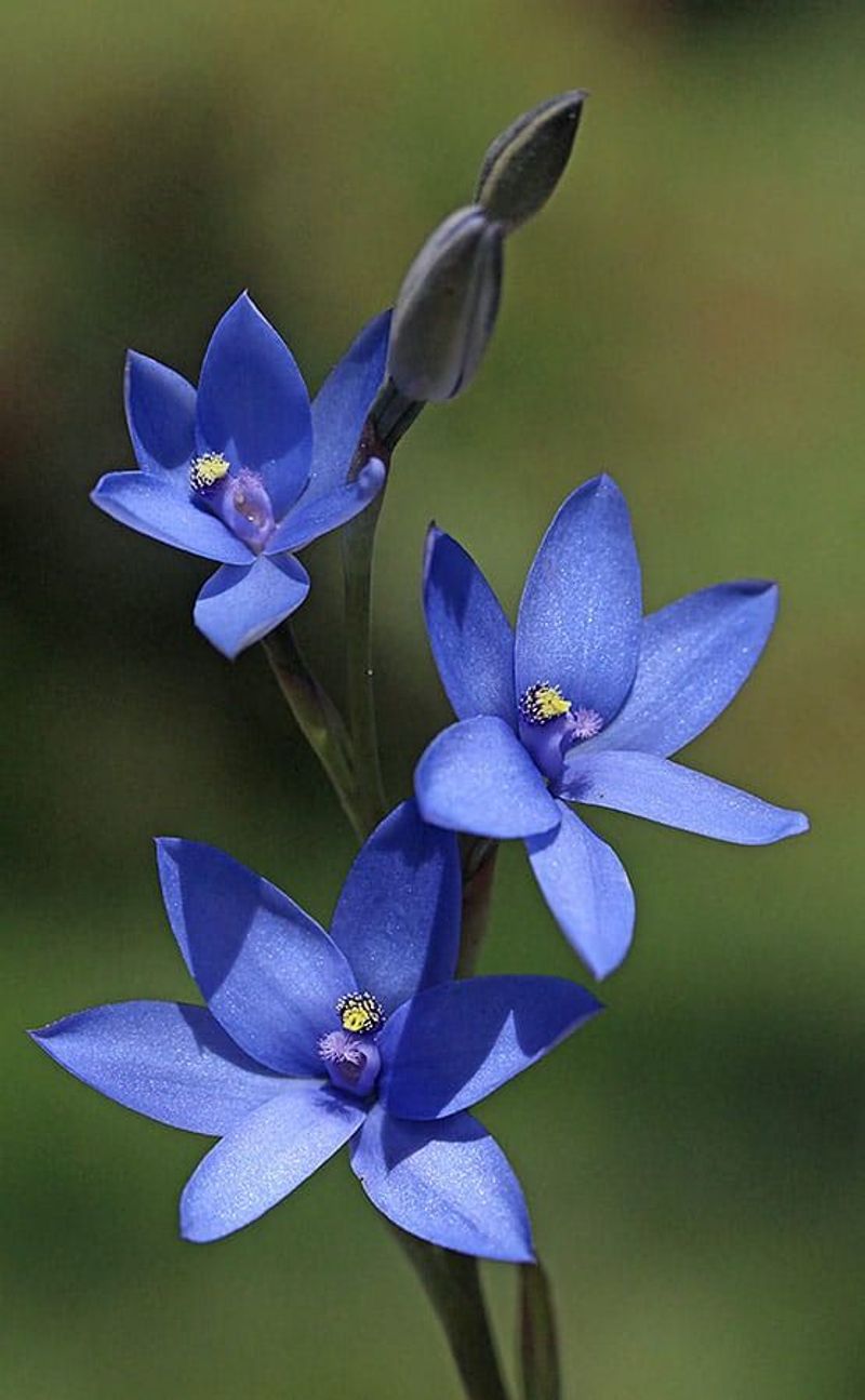 Naturally Blue Orchids Do Exist (But They're Different)