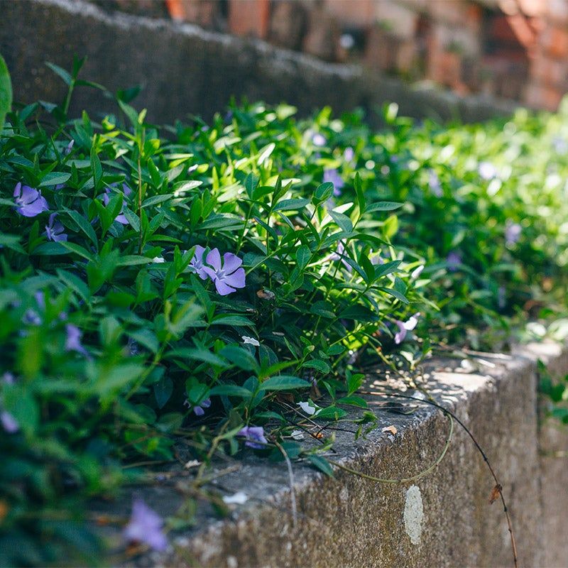 Periwinkle as an Edging Solution