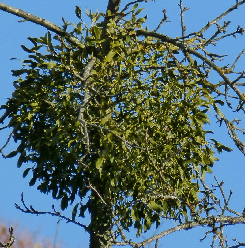 Mistletoe Growth