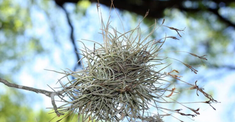 The Ball of Leaves in Your Tree Is (Probably) Not a Bird Nest