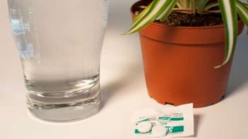 Aspirin Water for Stressed Plants