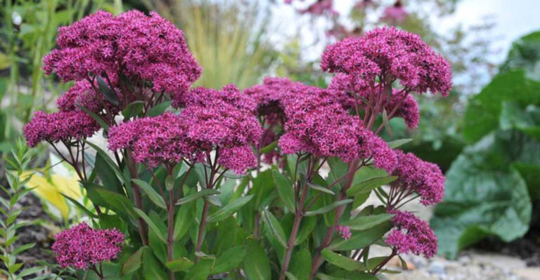 The Best Drought Resistant Perennials To Plant – Plant So You Never Have To Water!