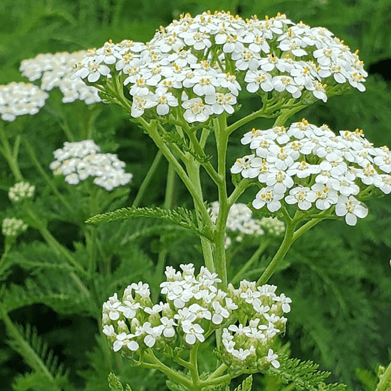 Yarrow (Achillea millefolium)