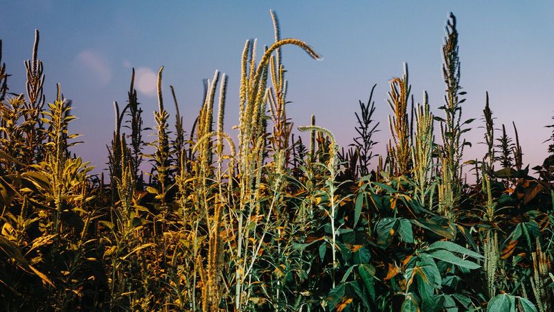 The Case AGAINST GMOs: Risks & Concerns